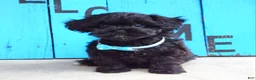 Shihpoo dogs for sale: Snickers  - Ad 5