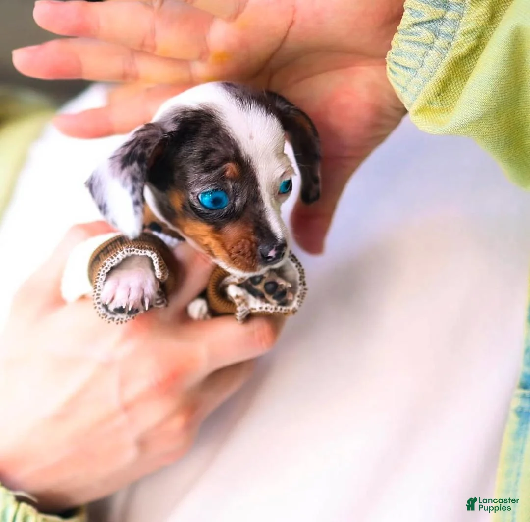 Dachshund dogs for sale: Dachshund Puppy 1 - Ad 2