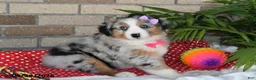 Australian Shepherd dogs for sale: Mindy - Ad 4