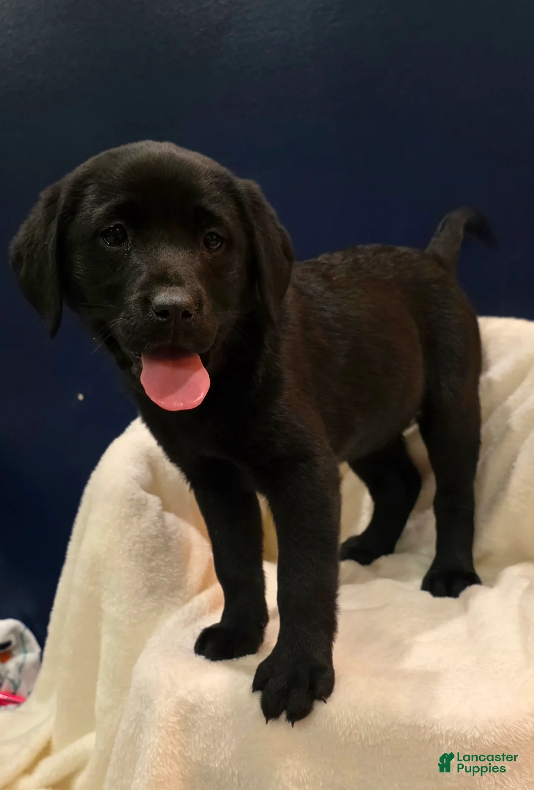 Labrador Retriever dogs for sale: Bella - Ad 1