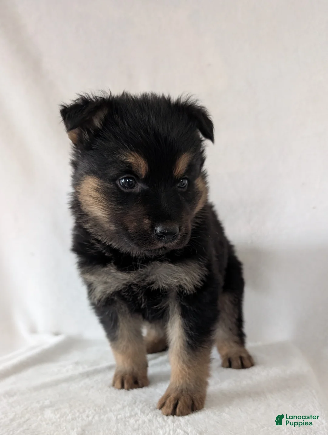 German Shepherd dogs for sale: Katy  - Ad 3