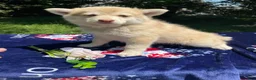 Pomsky dogs for sale: Hazel - Ad 4