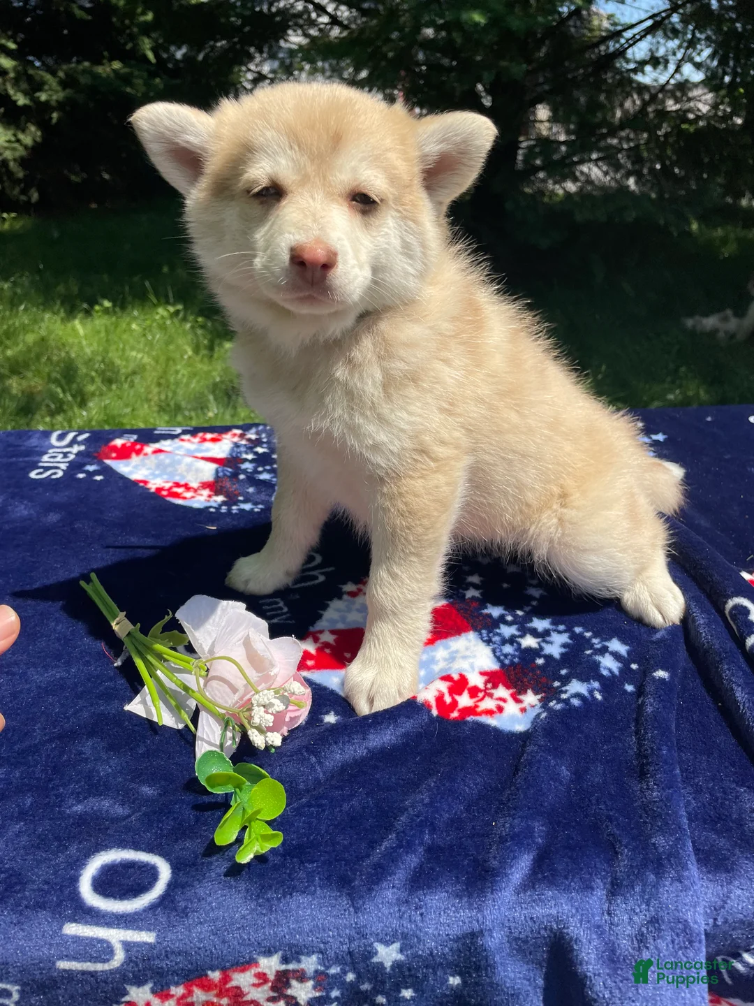 Pomsky dogs for sale: Hazel - Ad 4