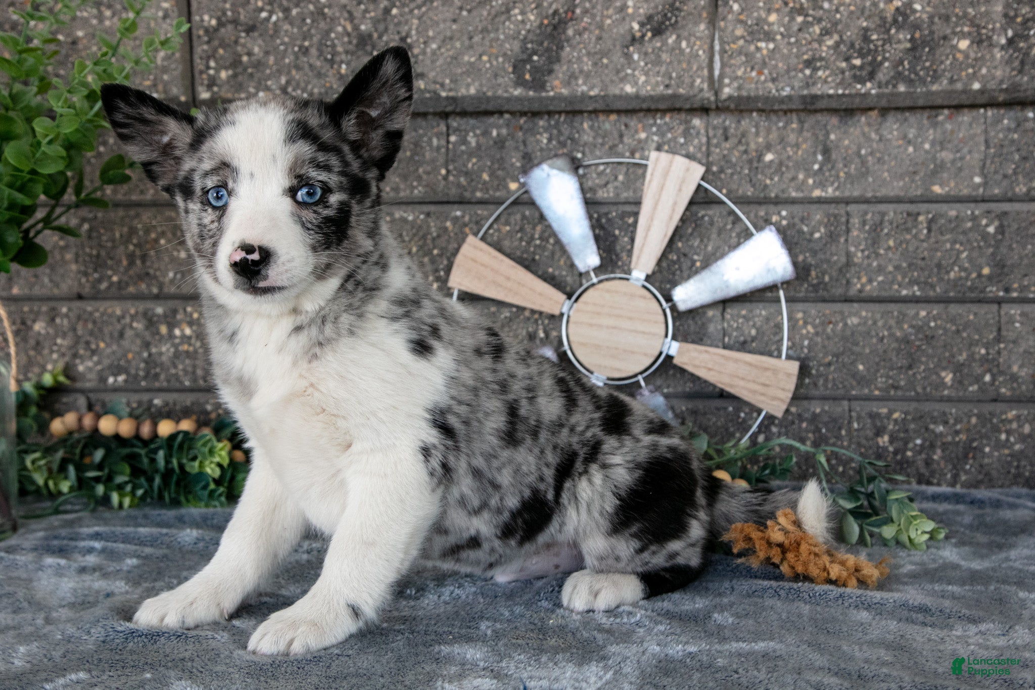 Pomsky dogs Mario - Ad 1