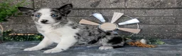 Pomsky dogs for sale: Mario - Ad 1