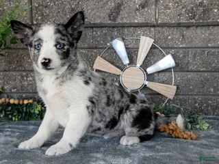 Pomsky dogs for sale: Mario - Ad 3