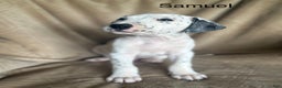 Mixed Breed dogs for sale: Samuel - Ad 5