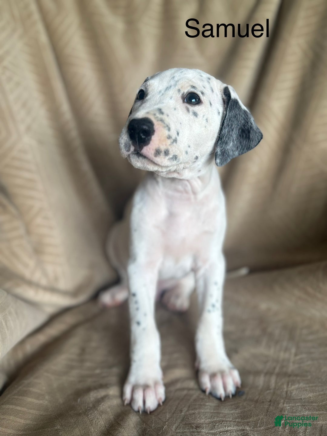 Mixed Breed dogs for sale: Samuel - Ad 5