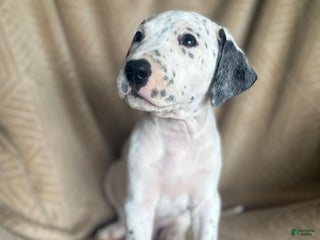 Mixed Breed dogs - Ad 14