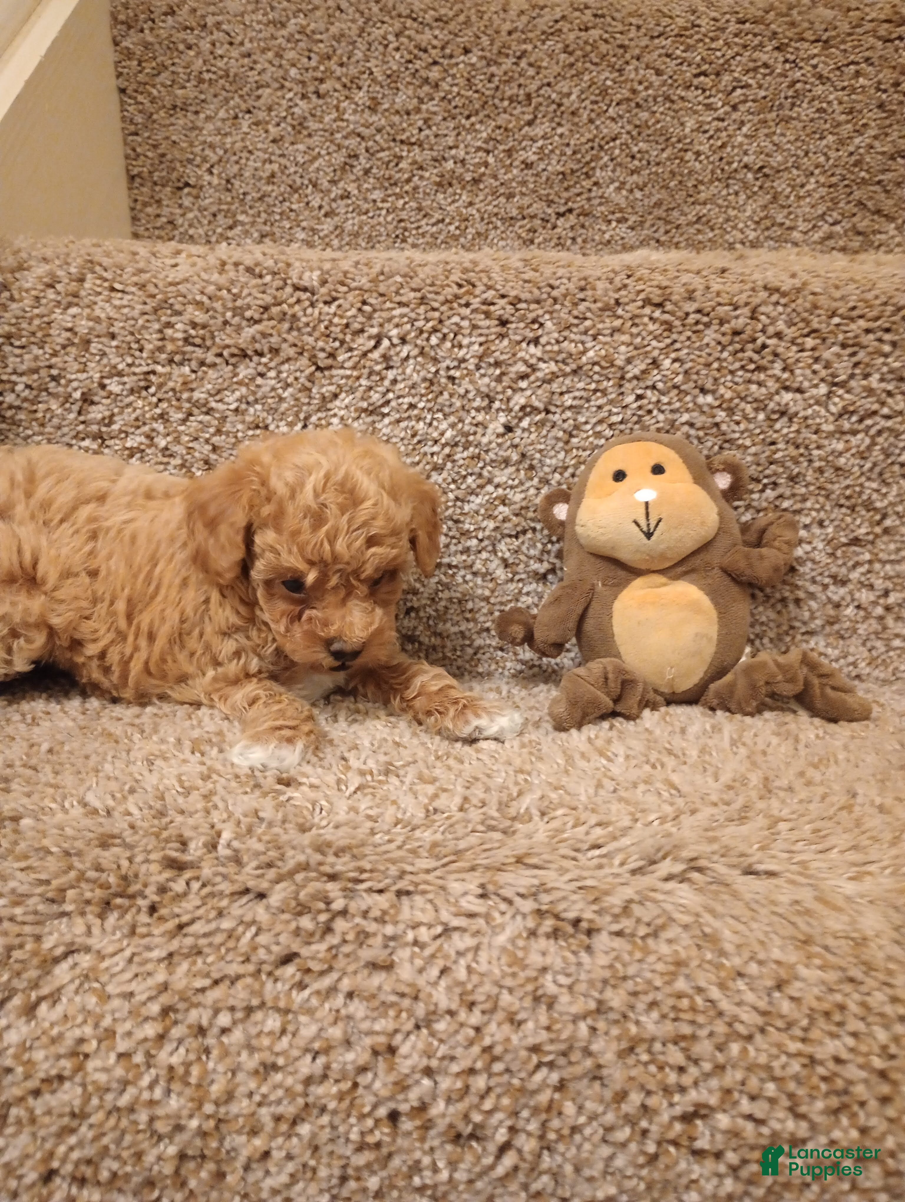 Toy Poodle dogs Mocha - Ad 2