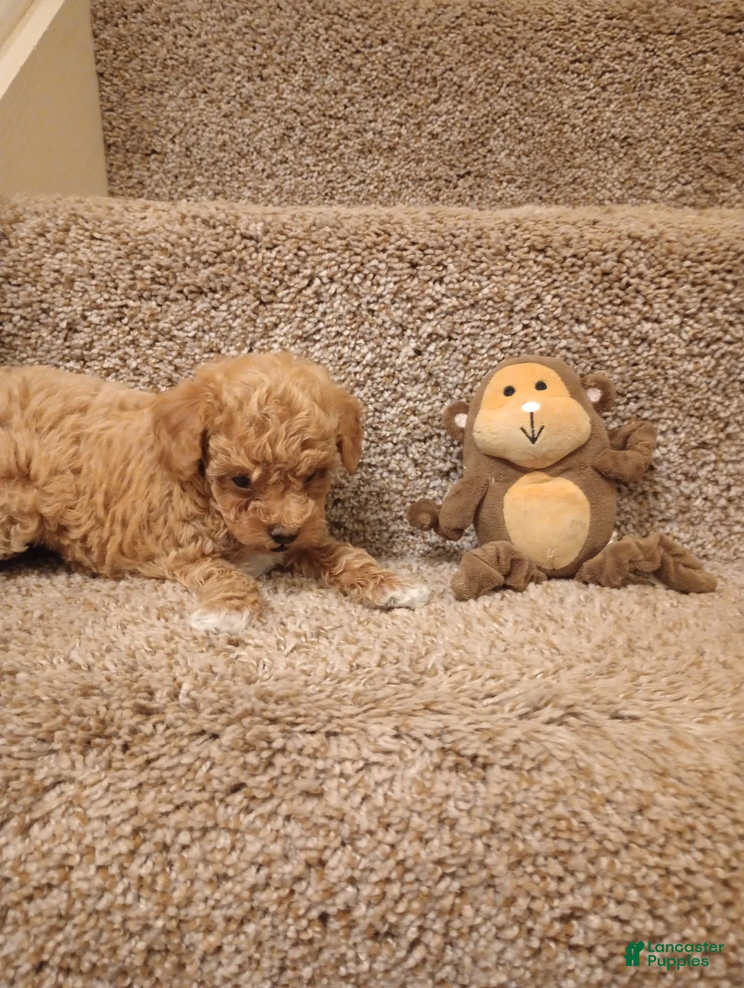 Toy Poodle dogs for sale: Mocha - Ad 2