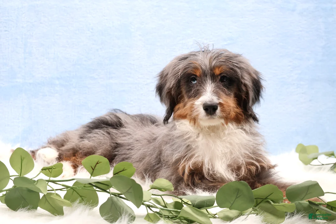 Mini Bernedoodle dogs for sale: Ellie - Ad 2