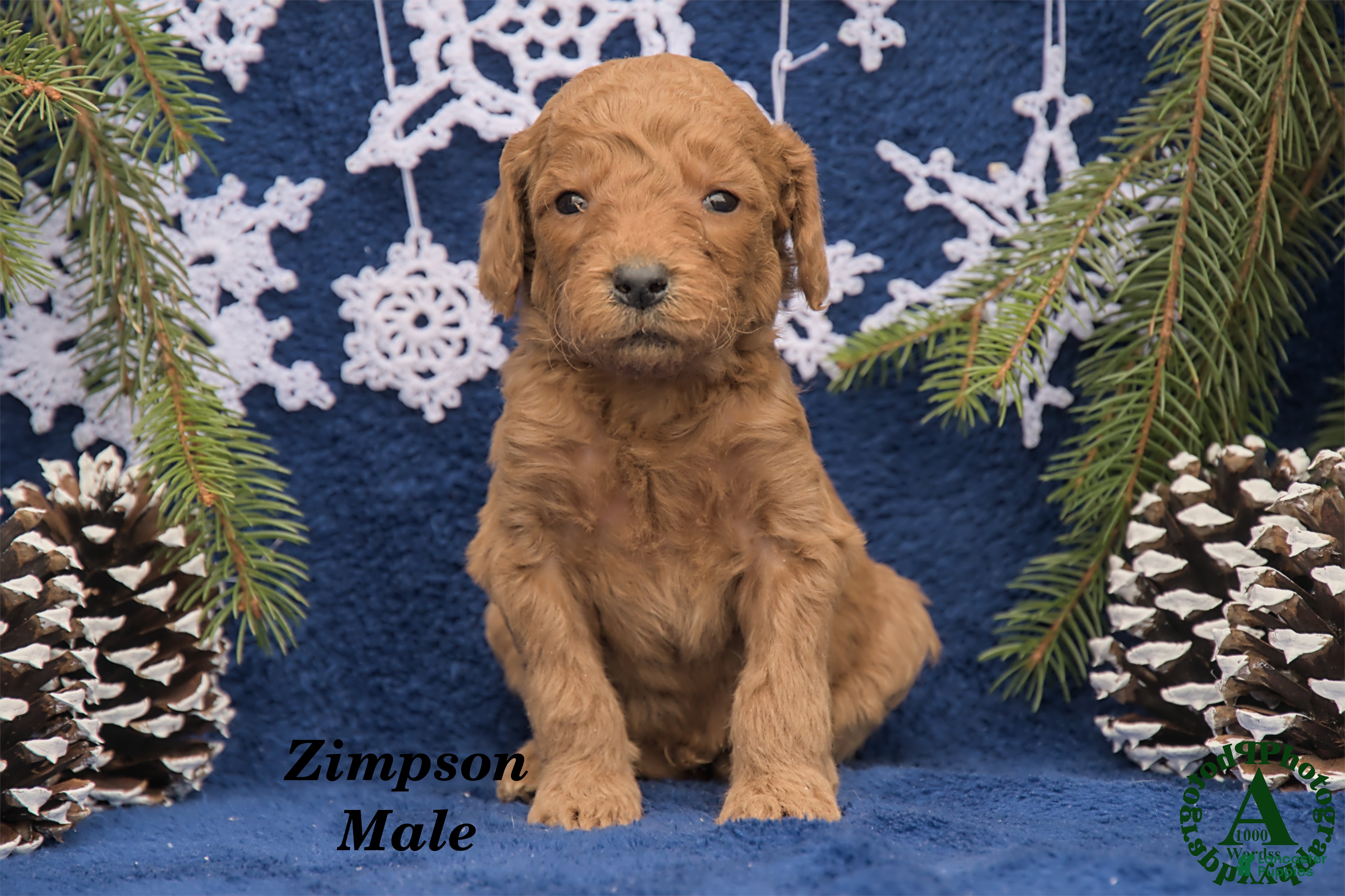 Mini Goldendoodle dogs Zimpson - Ad 30