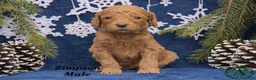 Mini Goldendoodle dogs for sale: Zimpson - Ad 1
