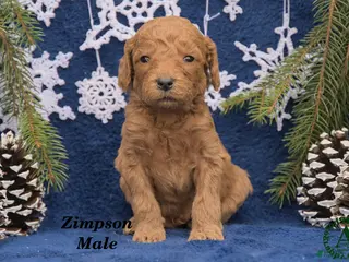 Mini Goldendoodle dogs Zimpson - Ad 30