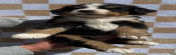 Bernese Mountain Dog dogs for sale: Mr Black - Ad 5