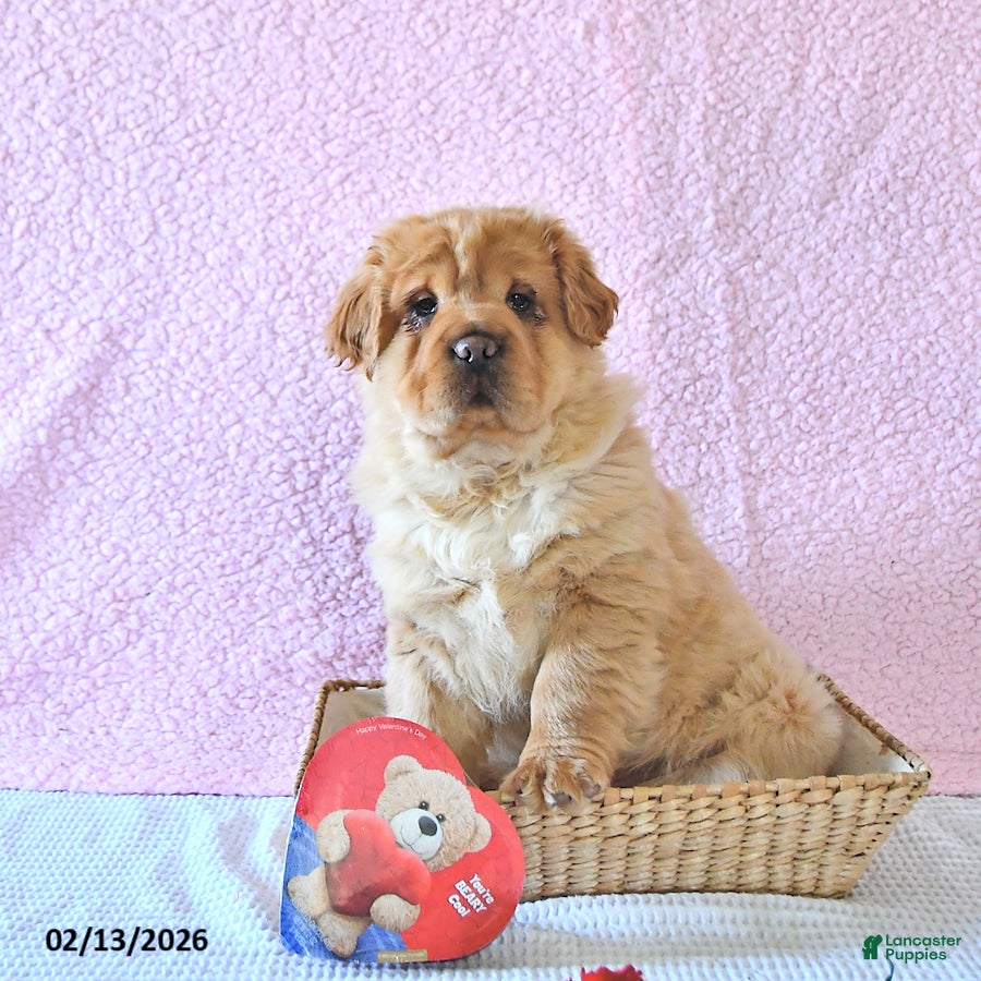 Mini Hippo dogs Damon - Ad 1