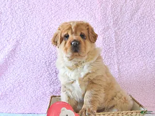 Mini Hippo dogs Damon - Ad 1