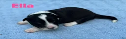 Welsh Corgi Cardigan dogs for sale: Ella - Ad 11