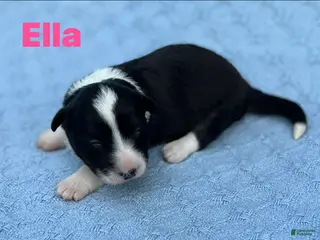 Welsh Corgi Cardigan dogs Ella - Ad 1