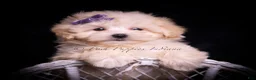 Maltipoo dogs for sale: Maggie - Ad 5