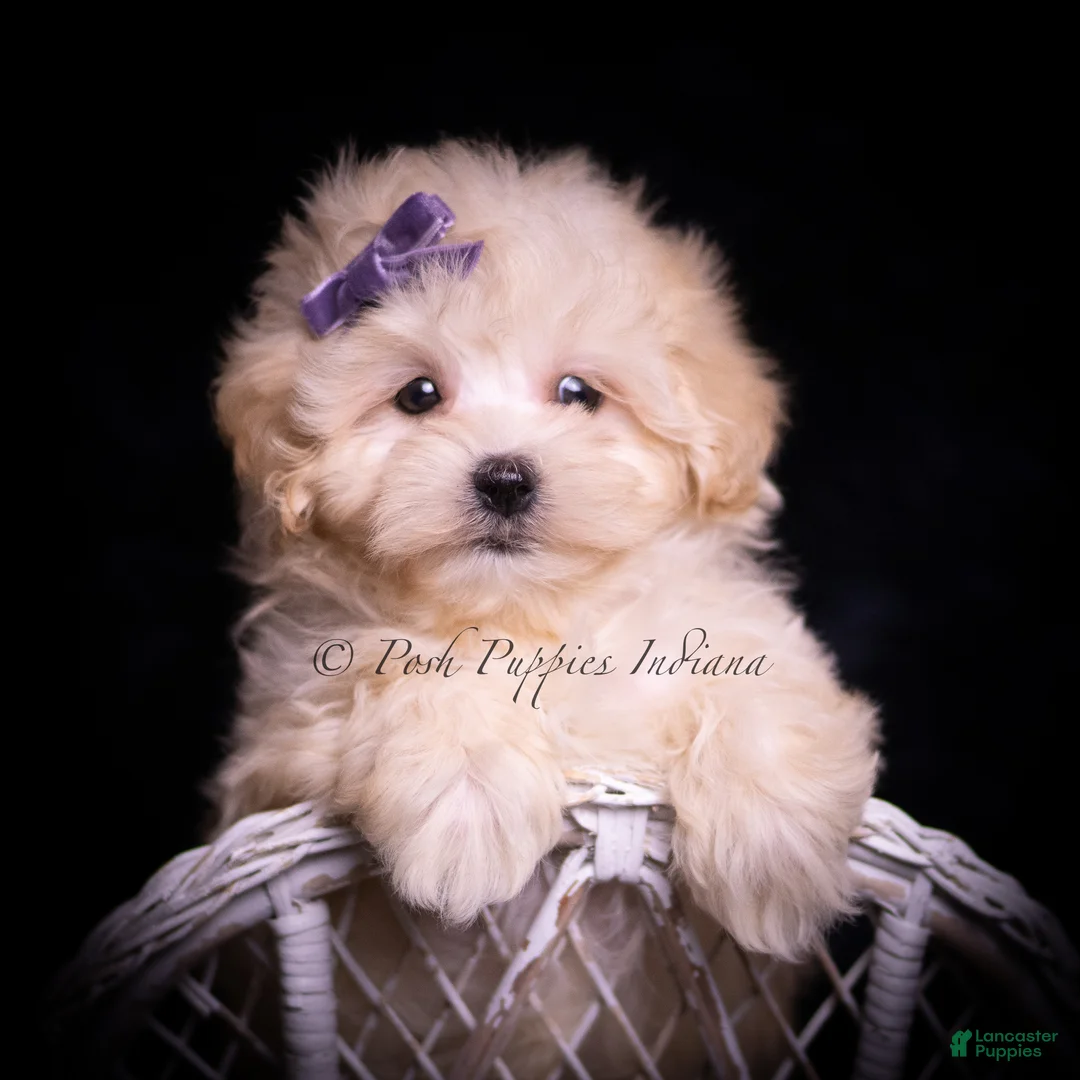 Maltipoo dogs for sale: Maggie - Ad 5