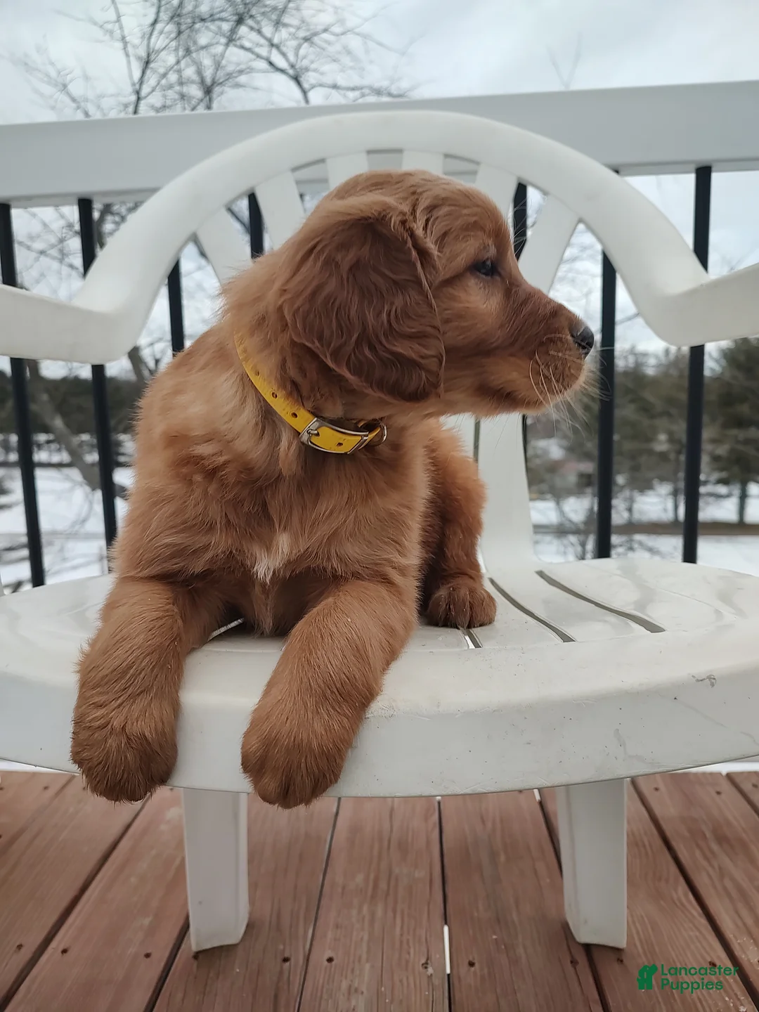 Mixed Breed dogs for sale: Buster  - Ad 8