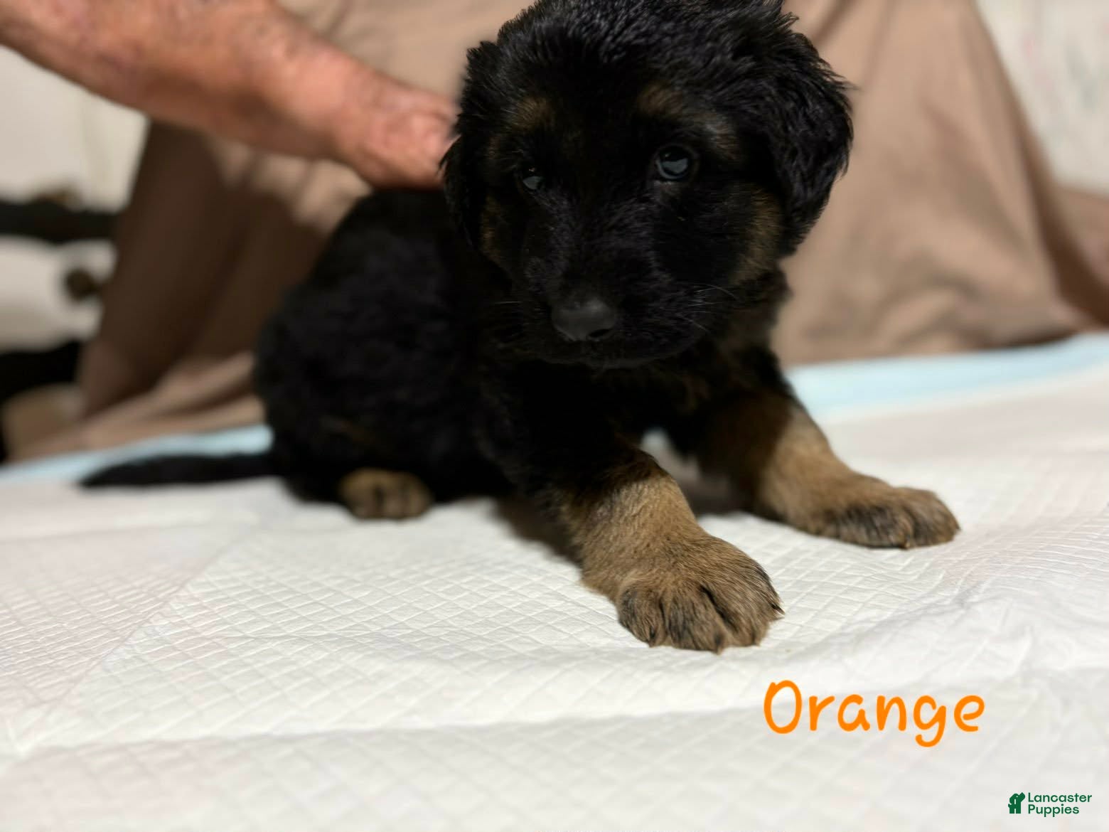 German Shepherd dogs Orange Collar Male - Ad 35