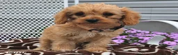 Cavapoo dogs for sale: Cassie   - Ad 3