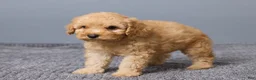 Miniature Poodle dogs for sale: Rocky - Ad 4