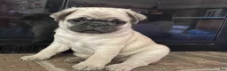 Pug dogs for sale: Marlan - Ad 1
