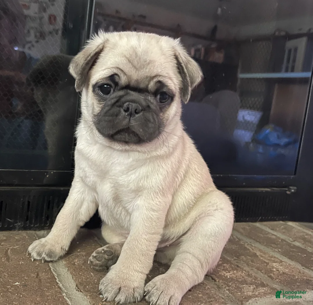 Pug dogs for sale: Marlan - Ad 1