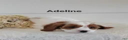 Cavapoo dogs for sale: Adeline - Ad 2