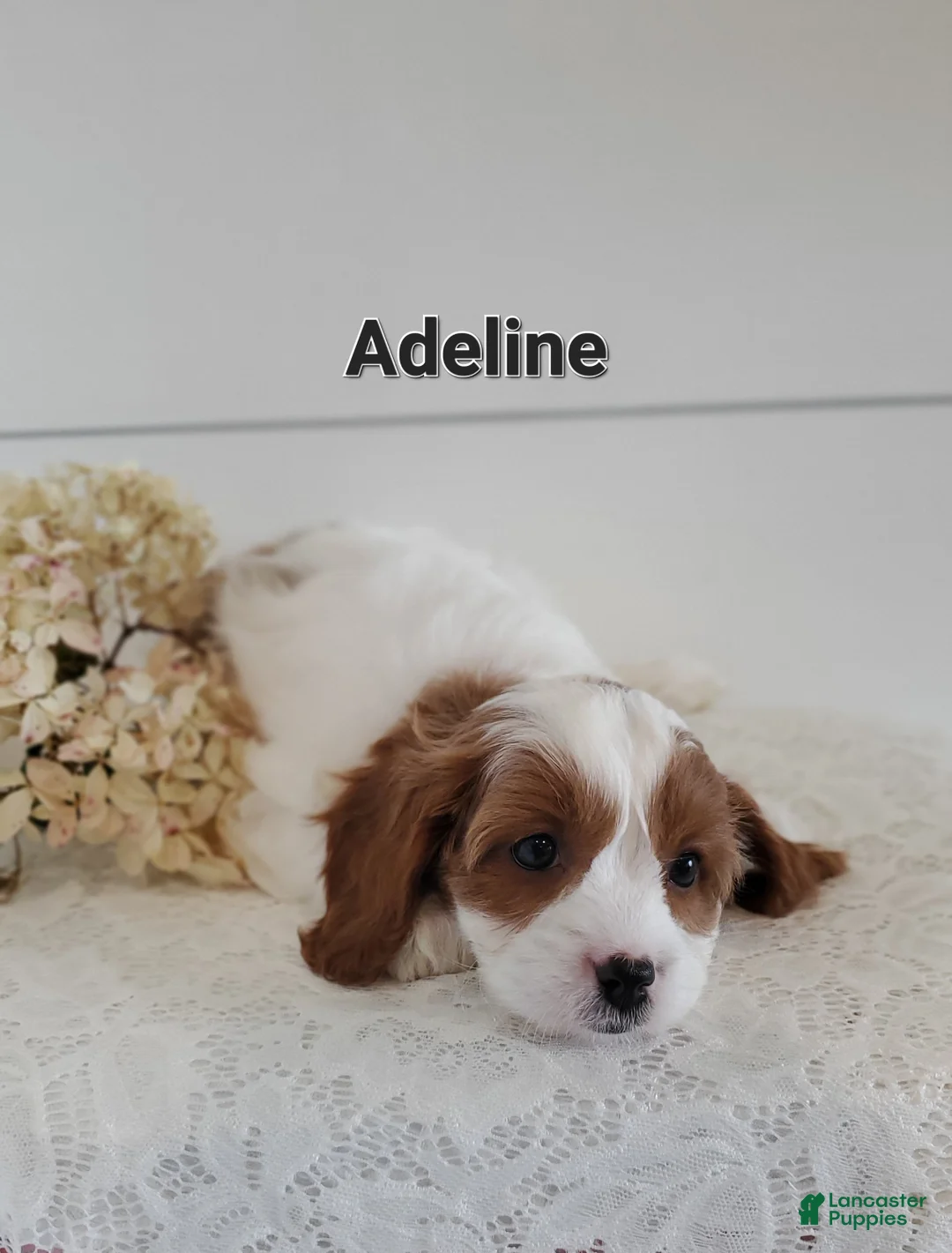 Cavapoo dogs for sale: Adeline - Ad 2