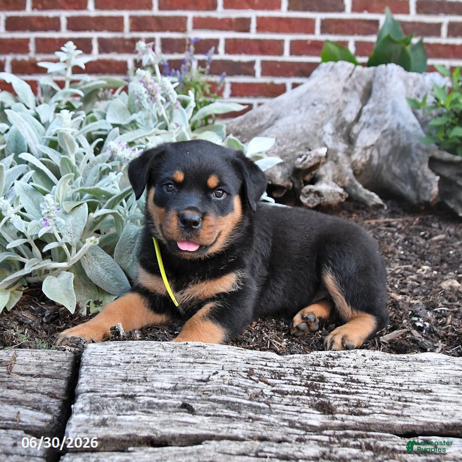 Rottweiler dogs Brownie - Ad 1