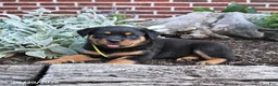 Rottweiler dogs for sale: Brownie - Ad 1