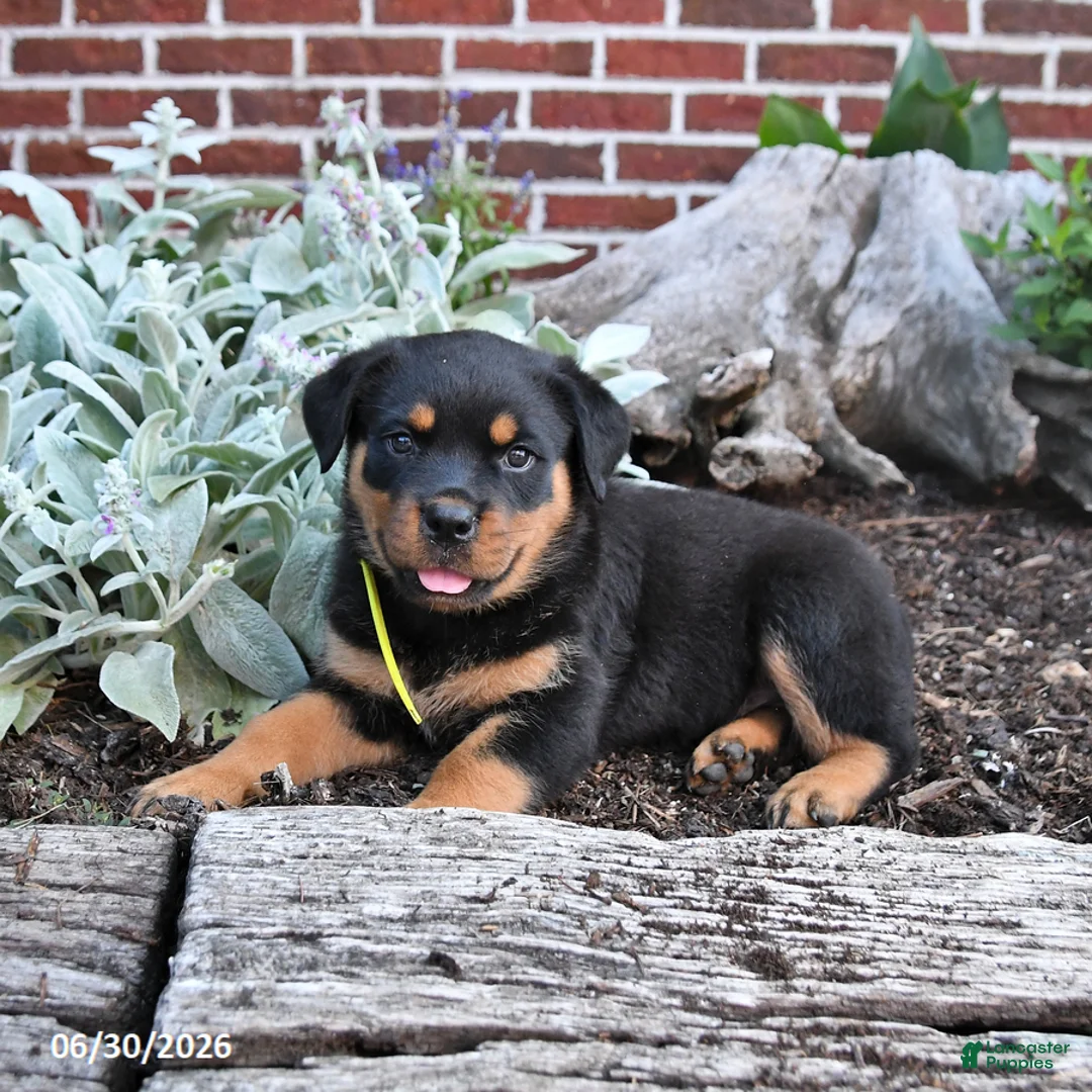 Rottweiler dogs for sale: Brownie - Ad 1