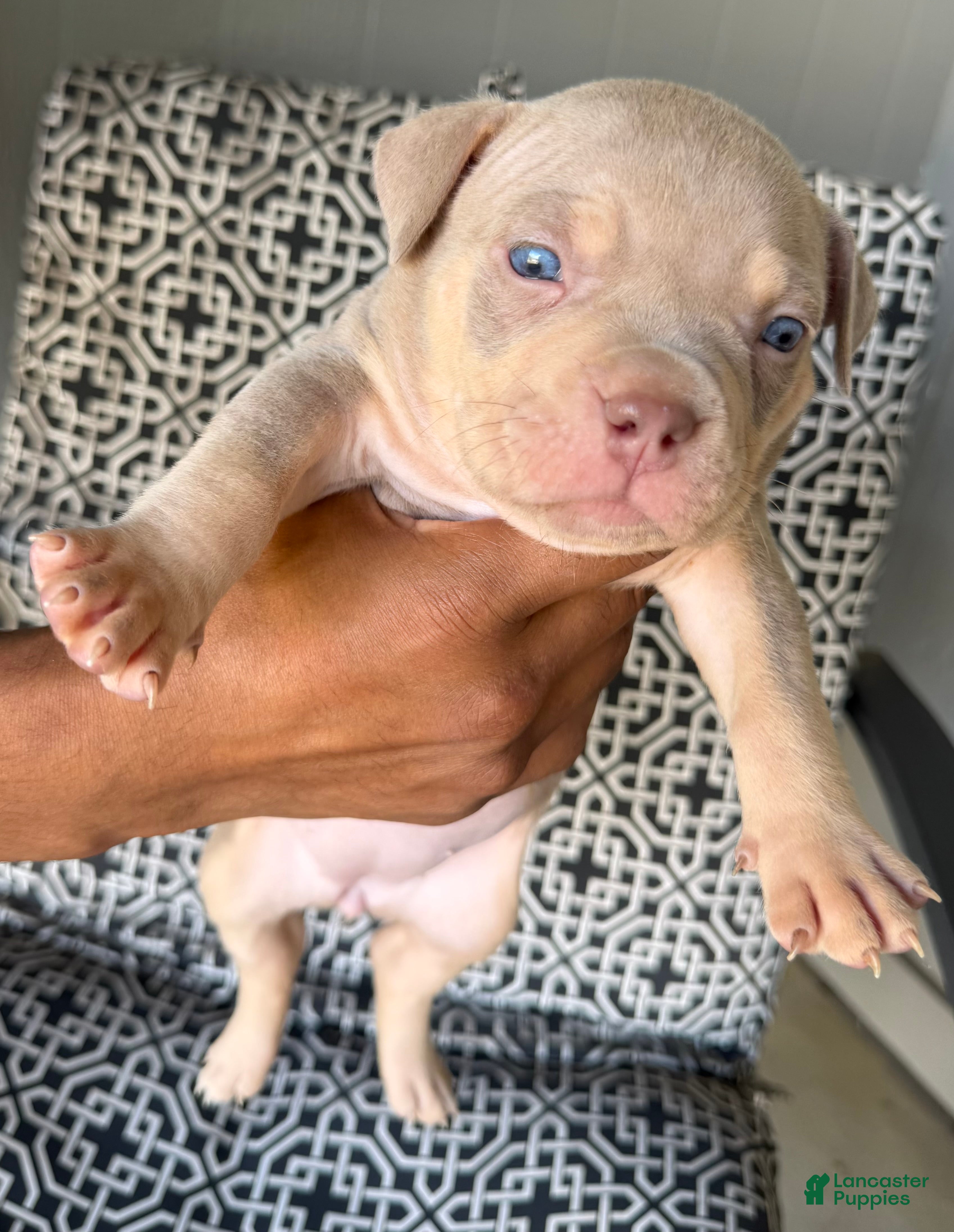 American Bully dogs for sale: American Bully 5 - Ad 9
