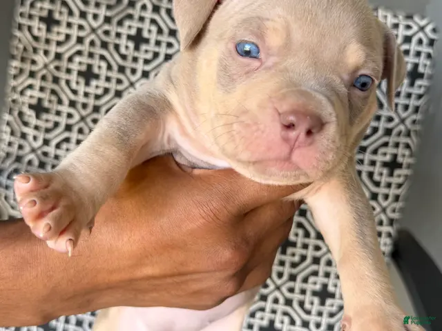 American Bully dogs for sale: American Bully 5 - Ad 9
