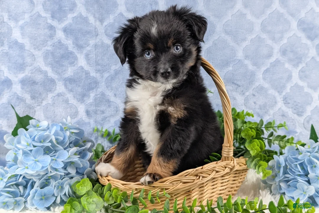 Toy Australian Shepherd dogs for sale: Banjo - Ad 9