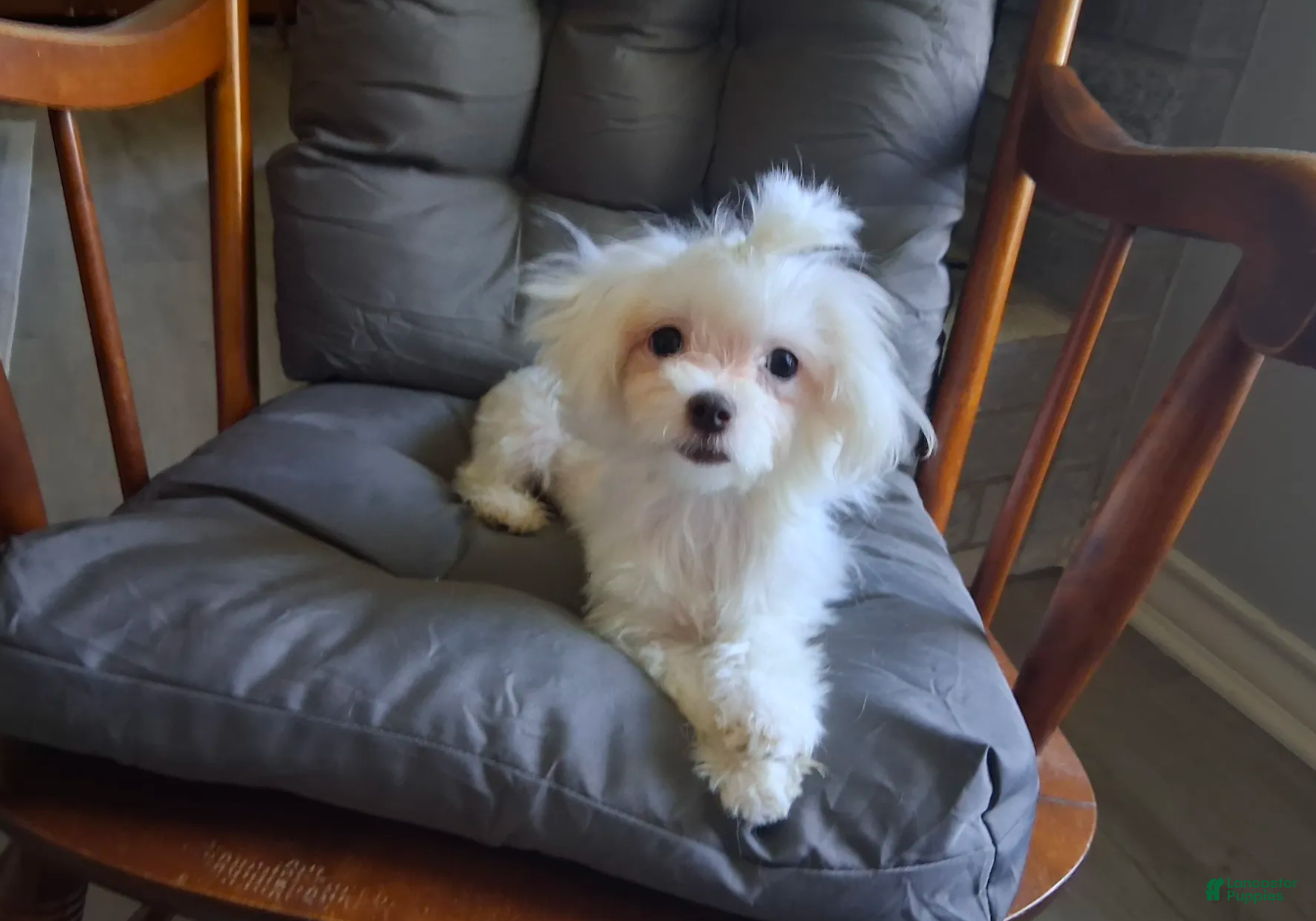 Maltese dogs Dinah - Ad 1