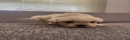 Mixed Breed dogs for sale: Chloe - Ad 4