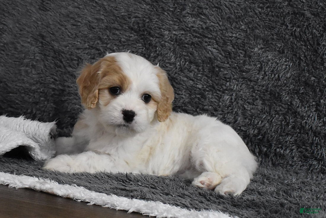 Cavachon dogs Callie  - Ad 1