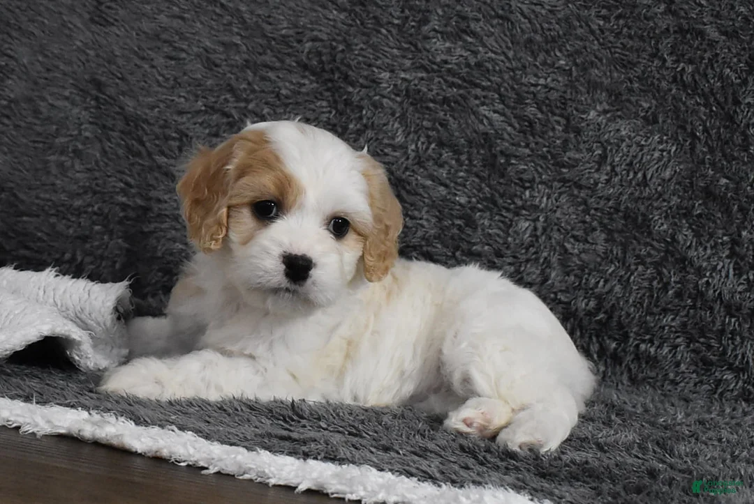 Cavachon dogs for sale: Callie  - Ad 1