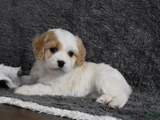 Cavachon dogs for sale: Callie - Ad 4