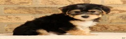Yochon dogs for sale: Milo - Ad 4