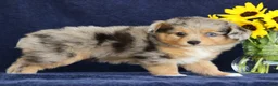 Mixed Breed dogs for sale: Candy - Ad 6