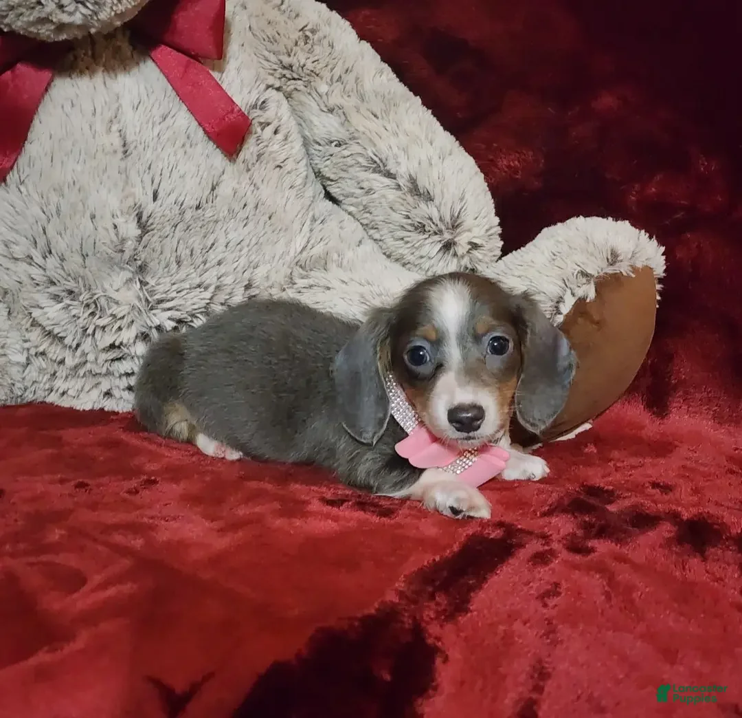 Miniature Dachshund dogs for sale: BLUEBERRY - Ad 2
