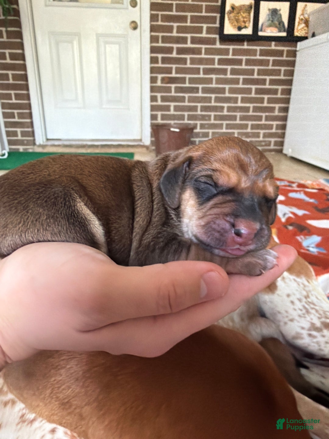 Mixed Breed dogs for sale: Holly - Ad 1