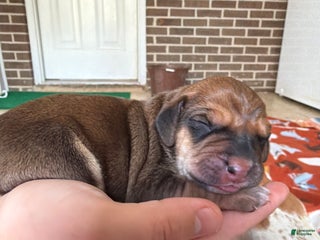 Mixed Breed dogs Holly - Ad 10